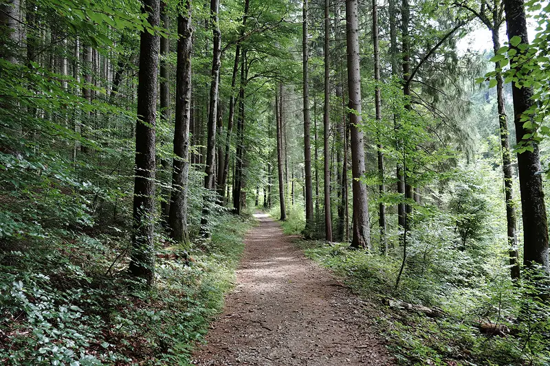 Laufbahn
